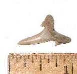 Giant Reef Shark Tooth